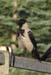 White Crow