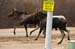 caution wildlife