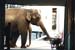 circus1