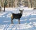 deer (2)