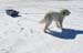 dog-sleigh
