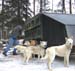 dog_sled