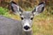 o deer