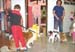 pets3