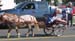 rodeo2 (2)