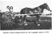 yhistory-horse1